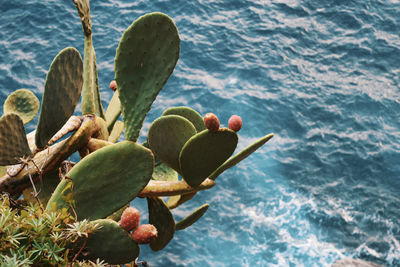 Close-up of succulent plant on sea