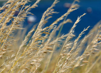 Close-up of wheat growing on field