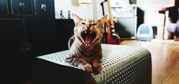 Cat relaxing on table at home