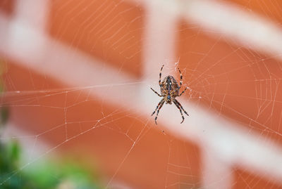 Close-up of spider on web