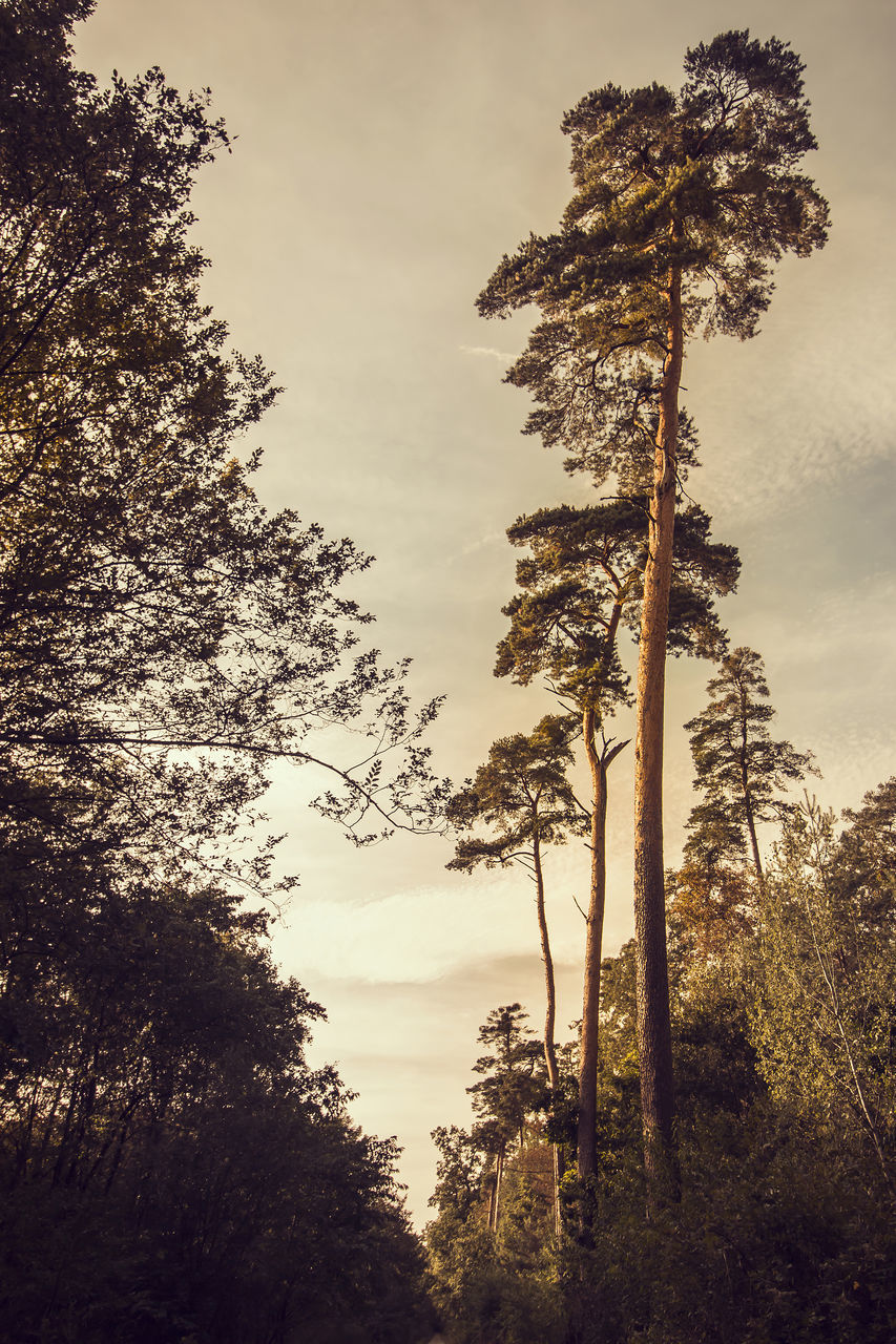 LOW ANGLE VIEW OF TREES AGAINST CLOUDS