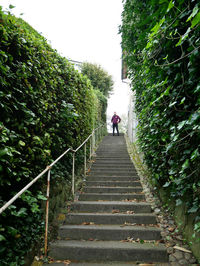 Low angle view of people walking on stairs along trees