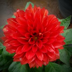 Close-up of red dahlia blooming outdoors