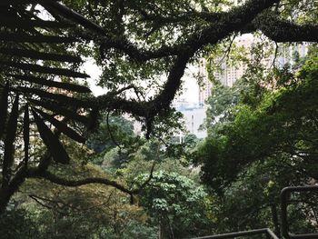 Low angle view of trees in forest against sky