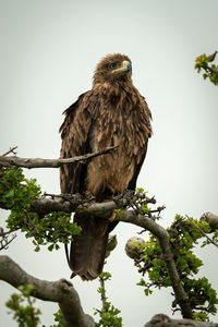 Low angle view of eagle perching on tree against sky