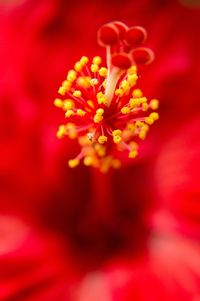 Close-up of red flower