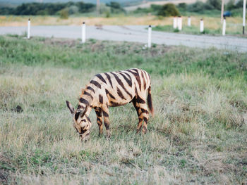 Animal grazing on field