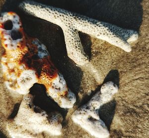 High angle view of crab in sea