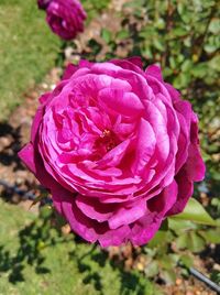 Close-up of pink rose flower