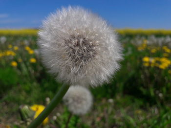 Close-up of dandelion blooming on field