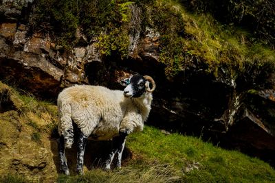 Sheep standing in a farm