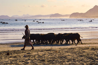 View of buffalo on beach against sunset sky