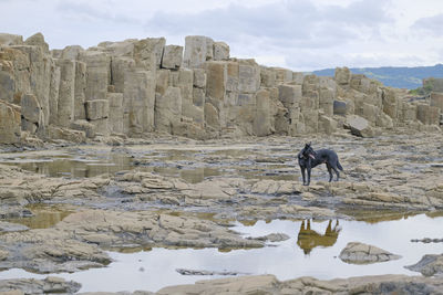 Dog standing on architectural rocky land