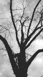 Low angle view of tree against sky