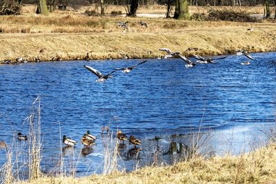 Seagulls flying over lake