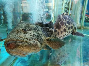 Close-up of turtle in sea