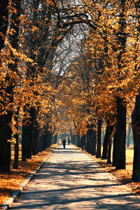 Person walking on footpath amidst trees during autumn