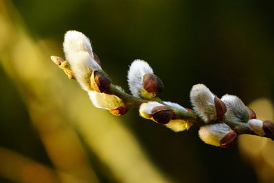 Close-up of flowers against blurred background