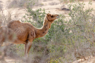 Middle eastern camel in the desert near al ain, uae
