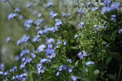 Close-up of purple flowering plants