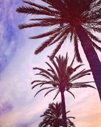 Low angle view of palm tree against sky