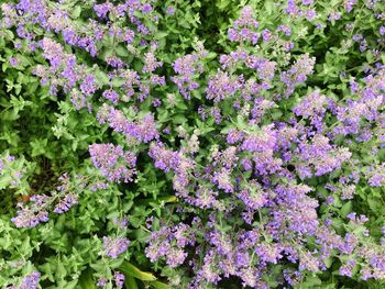 Full frame shot of flowers