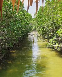 People in river amidst trees