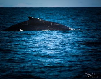 View of whale swimming in sea