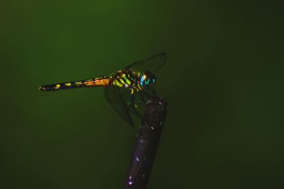 Close-up of damselfly on leaf