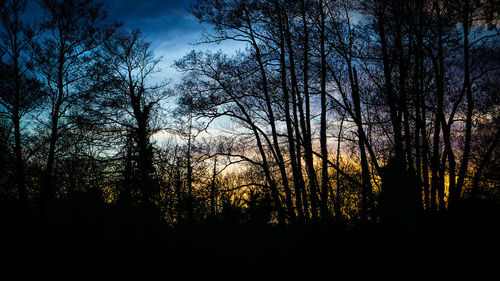 Silhouette trees in forest against sky