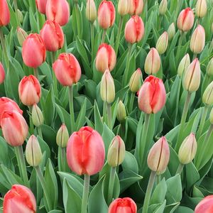 Close-up of pink tulips blooming in park