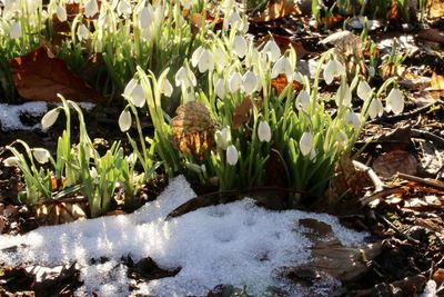 Plants growing on rock