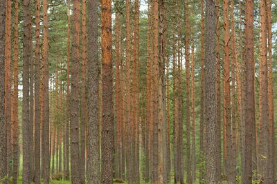 Slender tree trunks of a pine forest in the morning light