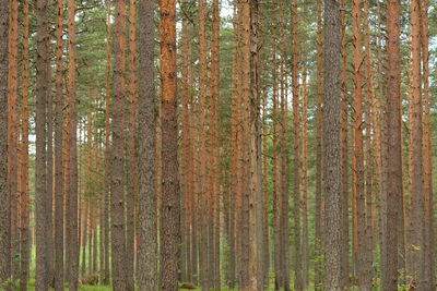 Pine trees in forest