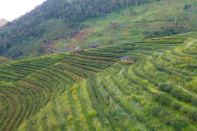 Scenic view of agricultural field