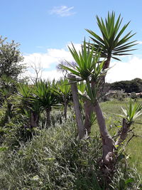 Plants and trees on field against sky