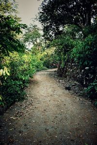 Footpath amidst trees