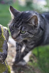 Close-up portrait of a cat