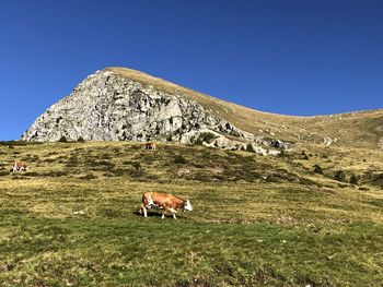 Horse grazing on field against clear blue sky