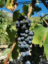 Close-up of grapes growing in vineyard