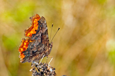 Close-up of butterfly perching outdoors