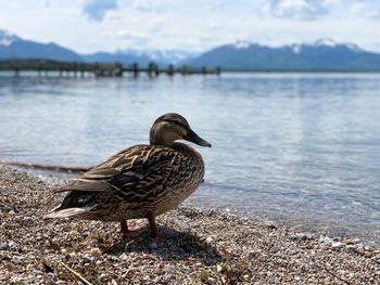 Seagull perching on rock at lakeshore