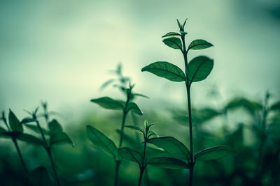 Close-up of plant