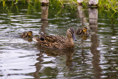 Ducks in lake