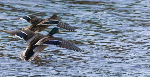 Bird flying over lake