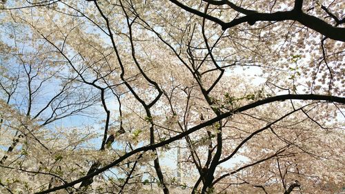 Low angle view of bare trees against sky