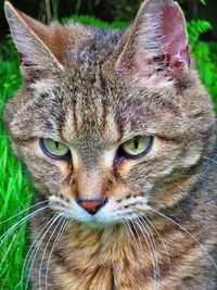 Close-up portrait of cat