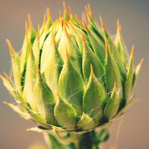 Close-up of cactus plant