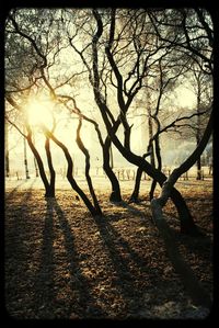 Sun shining through trees