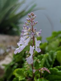 Close-up of purple flowering plant